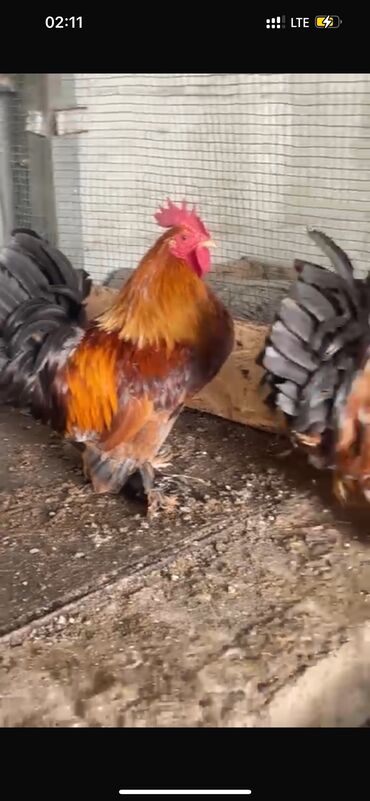 куры домашние цена: Продаю карликовый брама молодые Петушки!