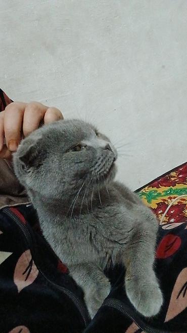 Продажа кошек: Скоттиш-фолд (шотландская вислоухая кошка). - Тип: домашний питомец — 8