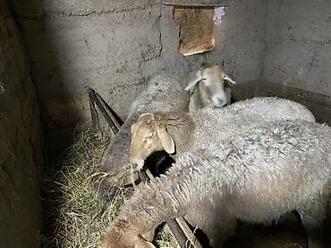 Баран, овца: Продаю | Овца (самка) | Для разведения | Матка — 6