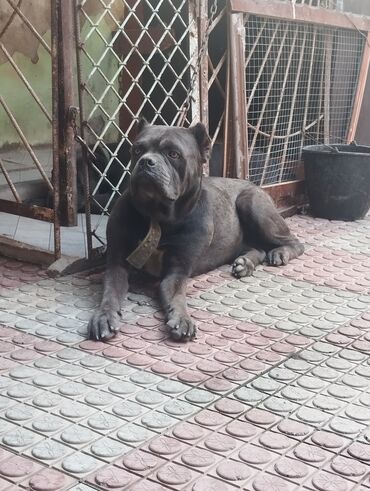 İtlər: Kane-Korso, 2 il, Erkek, Peyvəndli, Ünvandan götürmə — 16