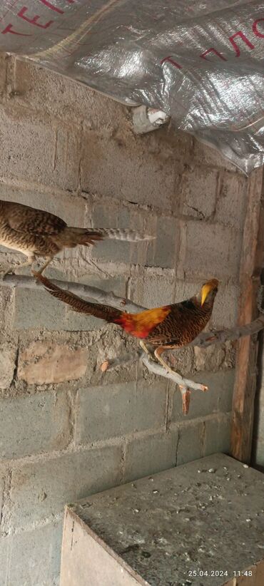 Птицы: Алтын Кыргоол!! Золотой фазан!!жуп,пара-12.000с. (май2023)