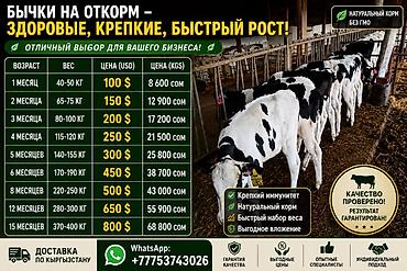 беде себем: Продаю | Бык (самец) | На откорм — 1