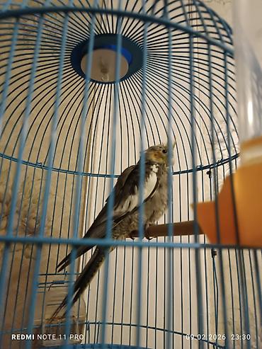 Tutuquşları: Təzə yemə düşmüş 39 günlük korela balası Sağlamdır öz quşlarımın — 2