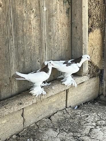 ucuz göyərçinlər: Oynaq qus balalari - Rəng: ağ bədən, qanadlarda və kürək hissəsində — 2