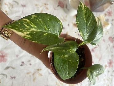 эпипремнум золотистый: Эпипремнум (Pothos) пестролистный — комнатное ампельное растение с — 1
