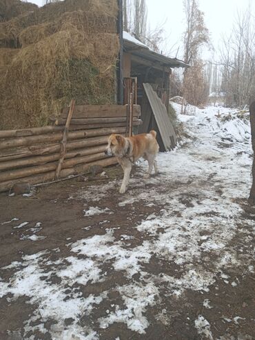 сколько стоит собака алабай: Алабай, 2 года, Самец