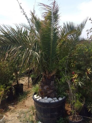 Şitillər: Bütün növ dekarativ ağacların və kol bitkiləri və meyvə ağacların -da lalafo.az — 10 Şitillər: Bütün növ dekarativ ağacların və kol bitkiləri və meyvə ağacların — 10