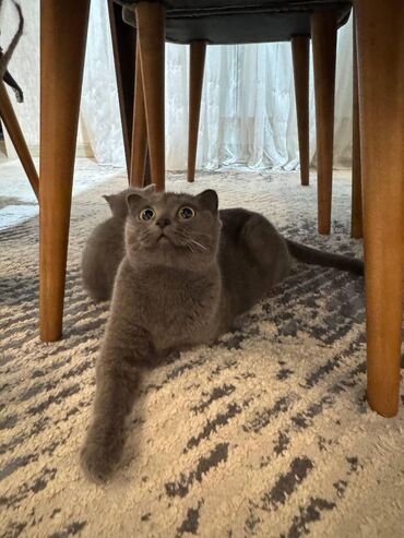 Pişiklər: Şotland — 14