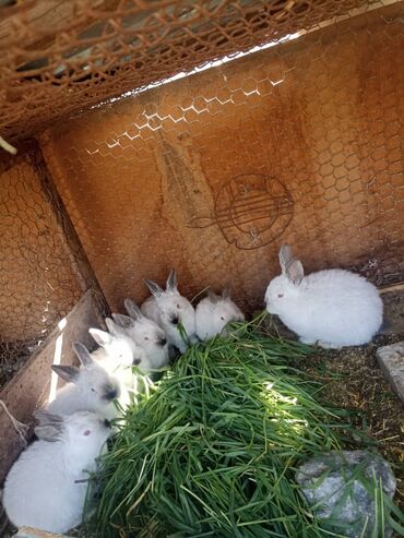 калифорния кролик: Продаю | Крольчата | Калифорнийская | Для разведения | Племенные