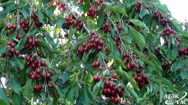 Torpaq sahələrinin satışı: 10 sot, Kənd təsərrüfatı, Mülkiyyətçi, Kupça (Çıxarış) — 6