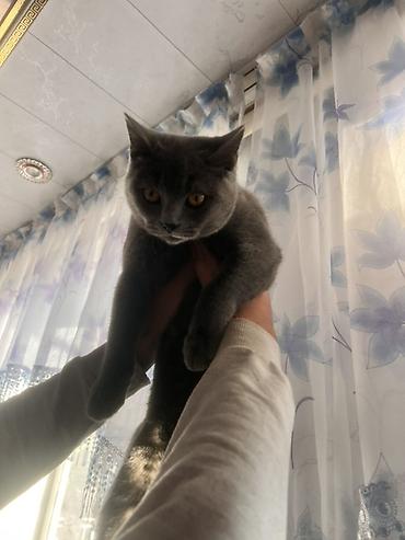 сколько стоит британская вислоухая кошка: Кошка даром: Британская короткошёрстная, Мальчик — 3