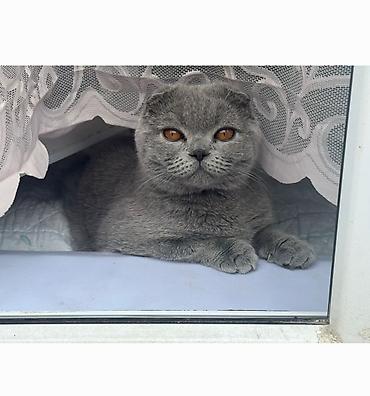 Мышыктар сатылат: Шотландский вислоухий кот (Scottish Fold), окрас — сплошной голубой — 2