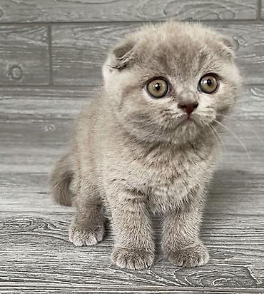 Pişiklər: Britan, Erkək, Dişi, Yaxşı əllərə, Ünvandan götürmə, Pulsuz çatdırılma, Ödənişli çatdırılma — 5