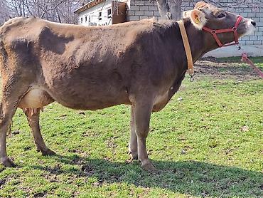 Коровы, быки: Продаю | Корова (самка), Бык (самец) | Швицкая | Для молока | После отела, Искусственник — 4