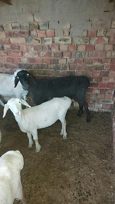 Баран, овца: Продаю | Баран (самец) | На забой | Кастрированные at lalafo.kg — 4 Баран, овца: Продаю | Баран (самец) | На забой | Кастрированные — 4