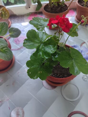 Хлорофитумы: Продаю комнатные цветы Сансевиерия-250сом (тещин язык ) Хлорофитум — 17