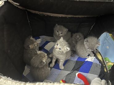 pişik satışı bakı: Шотландская, Самец, Самка, В добрые руки, Самовывоз
