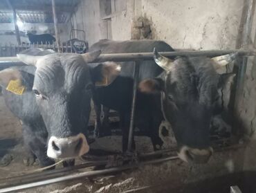 уй сатып алам бишкек: 135000 чон бука Сүйлөшү жолу бар кара балта Сосновка айылы