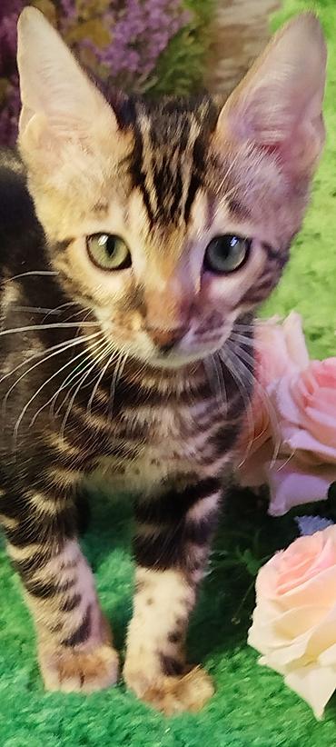 Продажа кошек: Бенгальская, 2 месяца, Мальчик, Черный, Приучена к лотку, Проглистована, С документами — 21