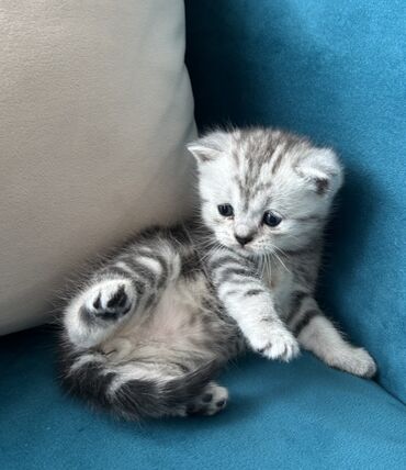 Pişiklər: Şotland, Erkək — 7