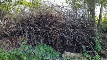 Дрова: Дрова Самовывоз at lalafo.kg Дрова: Дрова Самовывоз