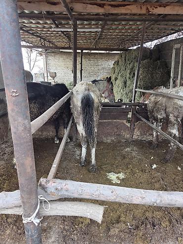 Другие животные: Байланган тайлар сатылат 6 баш Адрес Кун-Туу — 5