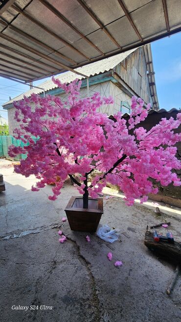 Декоративные цветы: Сакура искусственное дерево высота 2 м ширина 2 м цена от 1000 сом at lalafo.kg — 3 Декоративные цветы: Сакура искусственное дерево высота 2 м ширина 2 м цена от 1000 сом — 3