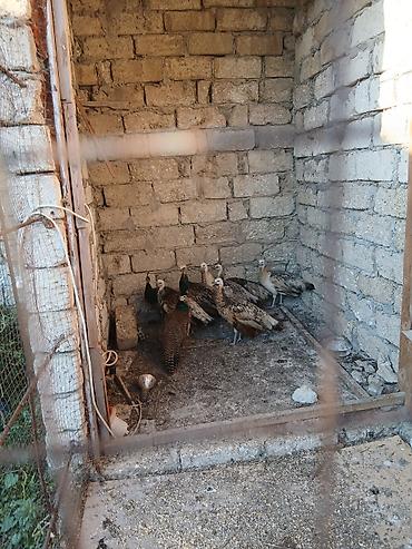 bildircin qusu: Qaraqanad ve Yava tovuz quslari,4 ayliq. 1ededi 250 azn - — 2
