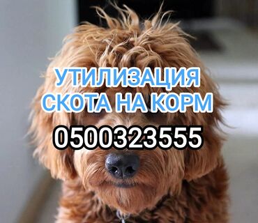 продажа кукурузу: Куплю | Коровы, быки | Любое состояние