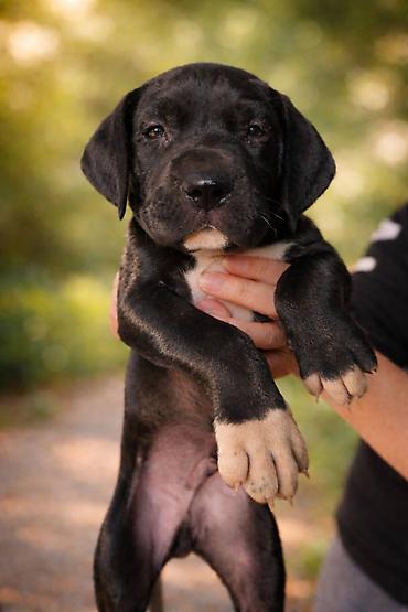 Psi: Dostupni stenci nemacke doge, rodjeni 09.03.2026. FCI registrovani — 3