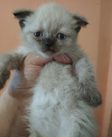 возьму кошку в добрые руки: СРОЧНО! КОТЯТА! В ПРОДАЖЕ ШОТЛАНДСКИЕ КОТЯТА, СКОТТИШ ФОЛД И СКОТТИШ