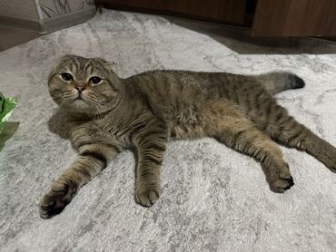 срочно продаю в связи с переездом: Скотиш Фолд (Шотландиялык шалпаң кулак), 1 жаш, Эркек, Лотокко барууга үйрөтүлгөн, Курттардан тазаланган, Эмделген