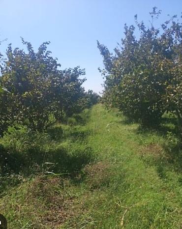 balakən: 40 sot, Biznes üçün, Mülkiyyətçi, Kupça (Çıxarış) — 1