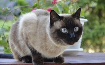 британская короткошерстная кошка золотая шиншилла: Приму даром породистую кошку / кота в хорошие руки