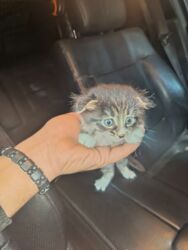 собак в добрые руки: Şotland yastı qulaq, Dişi, Yaxşı əllərə, Ödənişli çatdırılma