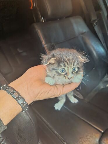 bala pişik ucuz: Yaxşı əllərə, Ödənişli çatdırılma