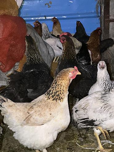 Куры, петухи: Продаю | Куры, Петух | Домашняя | На забой, Для разведения, Несушки — 5