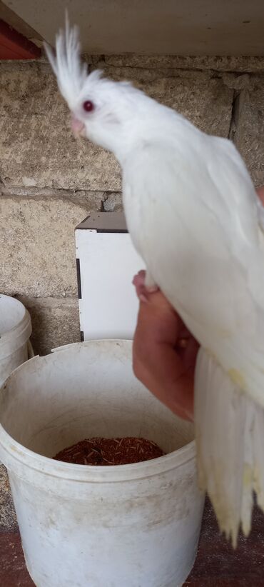 Tutuquşları: Salam ilk ozce yazini hamisini oxuyun sonra elaqe saxliyin hardasa bir — 3