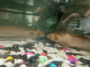 Akvariumlar: Yarımay formalı şüşə akvarium seti - Ön hissəsi qabarıq (panoramik) — 9