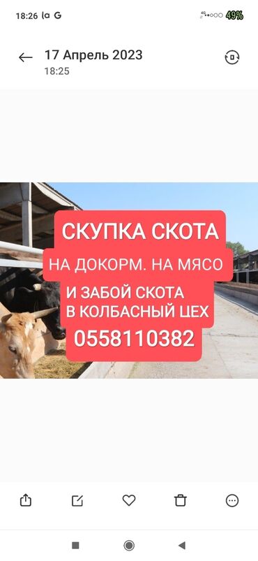 цена лошади в кыргызстане: Куплю | Коровы, быки, Лошади, кони | Круглосуточно, Любое состояние, Забитый
