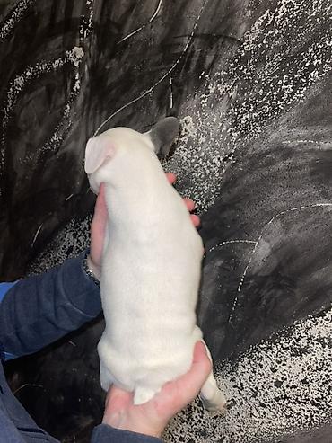 Psi: Francuski bulldog štene, jedinstven merle šare. Kompaktno, snažno — 11