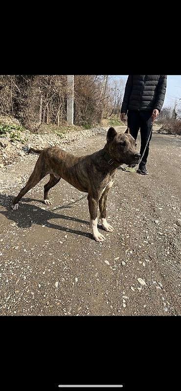 Продажа собак: Питбуль, 7 месяцев, Самец, С прививкой — 1