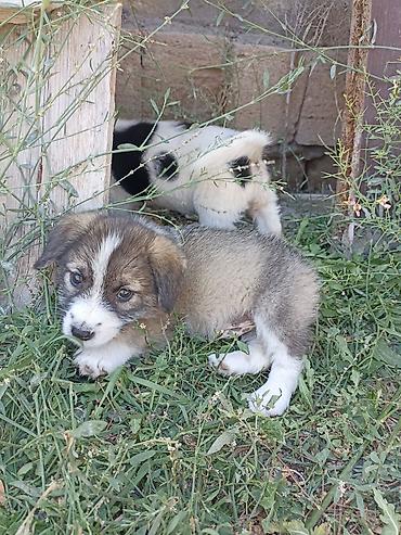 İtlər: 1 ay -da lalafo.az — 2 İtlər: 1 ay — 2