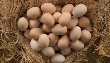 bakida sud qebulu: Kənd toyuğu yumurtası 0.25 azn hər gün yeni gətirilir . çox alan olsa