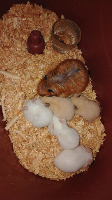 maraqli pişik adları: Syrian (qızıl) hamster balaları - Növlər: Syrian hamster - Rənglər