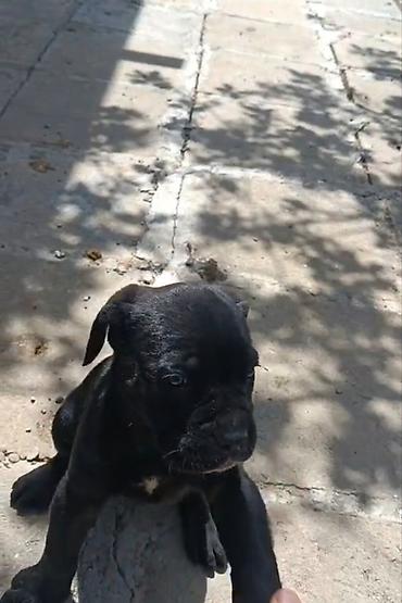cane corso yavru: Kane-Korso, 2 ay, Erkək, Peyvəndli — 4