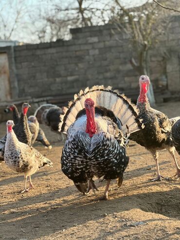 hinduska yumurtasi: Erkək, Damazlıq, Ödənişli çatdırılma