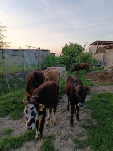 Коровы, быки: Продаю | Корова (самка) | Алатауская | На откорм, Для разведения, Для молока