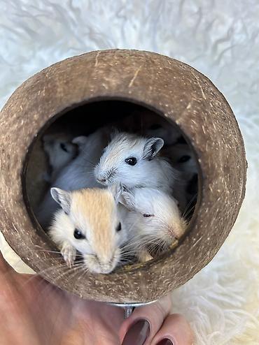 Хомяки: Продаются хомячки джунгарские, сирийские, ангорские пушистые хомячки — 14
