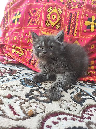 black cat: Скотиш Фолд (Шотландская вислоухая), 2 месяца, Мальчик, Серый, Приучена к лотку — 2